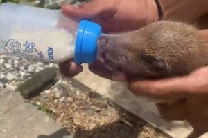 朵拉找小狗狗 朵拉的小狗狗-警犬训练器材厂家 _警犬训练用品_工作犬训练用品-南京开久警犬装备