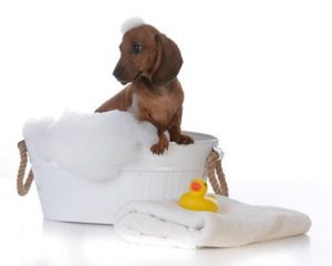 狗狗美容包括洗澡么(狗狗洗澡美容一次多少钱)-警犬训练器材厂家 _警犬训练用品_工作犬训练用品-南京开久警犬装备