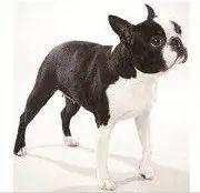 石家庄哪里卖宠物狗(宁波哪里有卖宠物狗市场)-警犬训练器材厂家 _警犬训练用品_工作犬训练用品-南京开久警犬装备