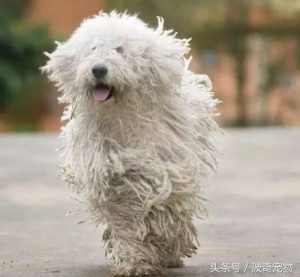 狗的品种(狗的品种 *** 大全)-警犬训练器材厂家 _警犬训练用品_工作犬训练用品-南京开久警犬装备