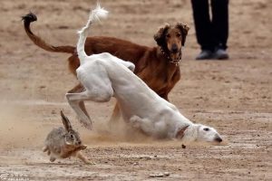 细犬怎么训练捉兔子？细犬怎么训练捉兔子 ***-警犬训练器材厂家 _警犬训练用品_工作犬训练用品-南京开久警犬装备