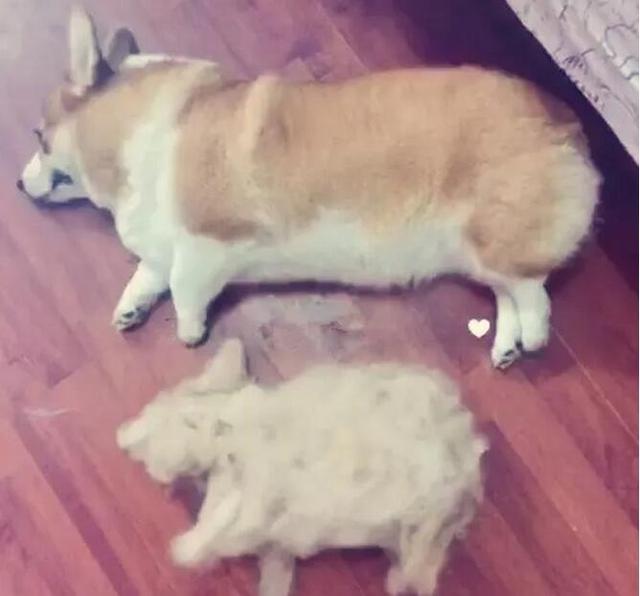 柯基犬好养吗柯基犬好不好养 - 警犬训练器材厂家 _警犬训练用品_工作犬训练用品-南京开久警犬装备-警犬训练器材厂家 _警犬训练用品_工作犬训练用品-南京开久警犬装备