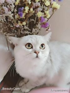 狗狗首页狗狗首页萌宠-警犬训练器材厂家 _警犬训练用品_工作犬训练用品-南京开久警犬装备