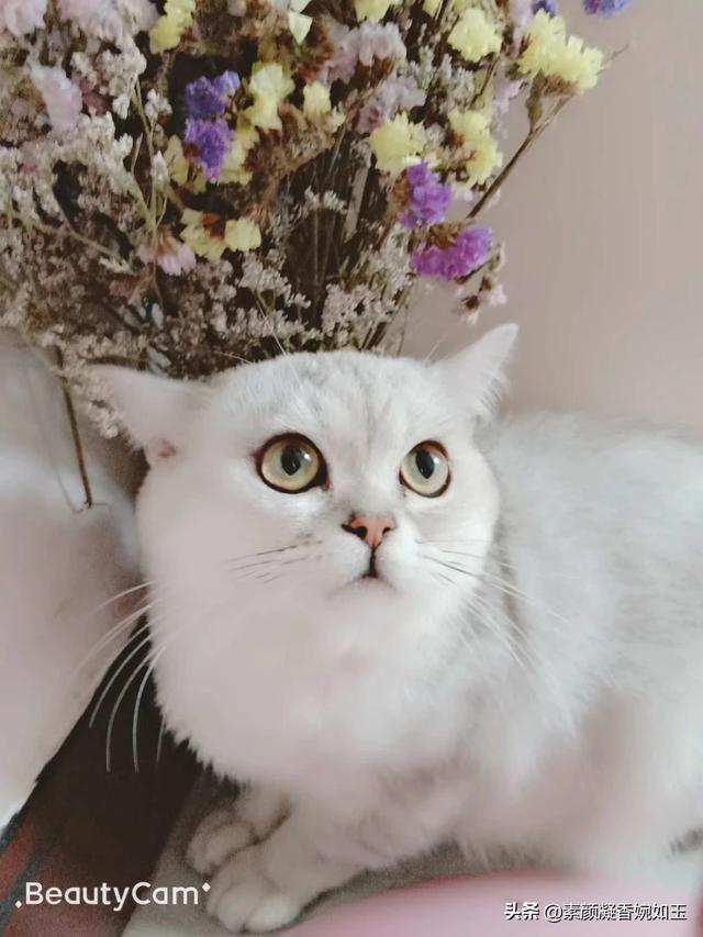 狗狗首页狗狗首页萌宠 - 警犬训练器材厂家 _警犬训练用品_工作犬训练用品-南京开久警犬装备-警犬训练器材厂家 _警犬训练用品_工作犬训练用品-南京开久警犬装备