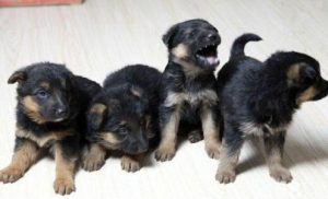 一个月的德国牧羊犬(德国牧羊犬幼犬 *** 一个月)-警犬训练器材厂家 _警犬训练用品_工作犬训练用品-南京开久警犬装备