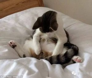 狗死后8小时会有意识吗(人死后几小时有意识)-警犬训练器材厂家 _警犬训练用品_工作犬训练用品-南京开久警犬装备