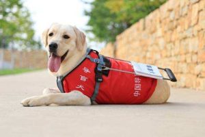 导盲犬珍妮(九岁导盲犬珍妮)-警犬训练器材厂家 _警犬训练用品_工作犬训练用品-南京开久警犬装备