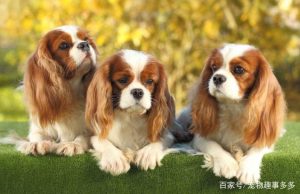 伴侣犬什么意思(sd伴侣什么意思)-警犬训练器材厂家 _警犬训练用品_工作犬训练用品-南京开久警犬装备