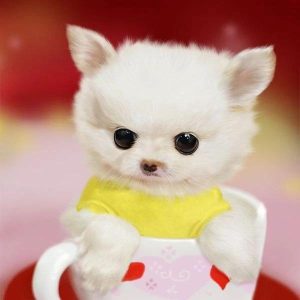 茶杯狗属于什么品种?茶杯犬什么品种好-警犬训练器材厂家 _警犬训练用品_工作犬训练用品-南京开久警犬装备