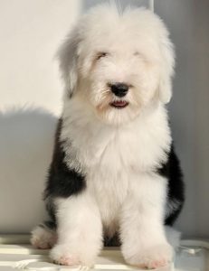 古牧犬怎么看品相？古牧犬怎么看纯不纯-警犬训练器材厂家 _警犬训练用品_工作犬训练用品-南京开久警犬装备