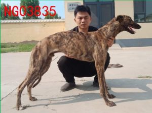 南宫犬业格力犬查询(南宫犬舍格力犬查询)-警犬训练器材厂家 _警犬训练用品_工作犬训练用品-南京开久警犬装备