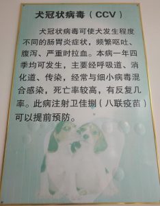 狗得了冠状是什么症状？新型冠状肺炎是什么症状-警犬训练器材厂家 _警犬训练用品_工作犬训练用品-南京开久警犬装备