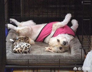 怎么能让狗进笼子？怎么能让猫在笼子里不叫-警犬训练器材厂家 _警犬训练用品_工作犬训练用品-南京开久警犬装备