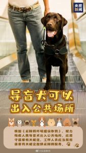 导盲犬有伤人的案例吗-警犬训练器材厂家 _警犬训练用品_工作犬训练用品-南京开久警犬装备