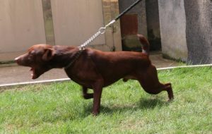 火梗犬标准体重(火梗犬标准体重 *** )-警犬训练器材厂家 _警犬训练用品_工作犬训练用品-南京开久警犬装备