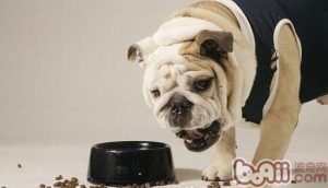 狗狗饮食习惯-警犬训练器材厂家 _警犬训练用品_工作犬训练用品-南京开久警犬装备