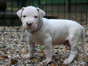 阿根廷杜高犬各国价格萌宠  阿根廷杜高犬 ***  价格-警犬训练器材厂家 _警犬训练用品_工作犬训练用品-南京开久警犬装备