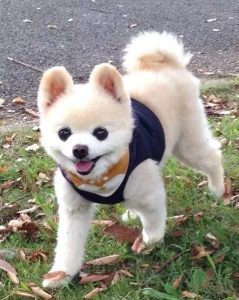 柴犬俊介(柴犬俊介 柴犬俊介)-警犬训练器材厂家 _警犬训练用品_工作犬训练用品-南京开久警犬装备