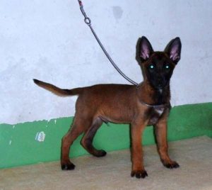 中国马犬简介_马犬资料简介-警犬训练器材厂家 _警犬训练用品_工作犬训练用品-南京开久警犬装备