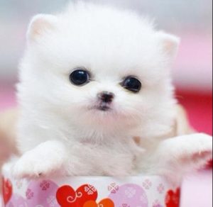 什么是茶杯犬?什么是茶杯犬泰迪-警犬训练器材厂家 _警犬训练用品_工作犬训练用品-南京开久警犬装备