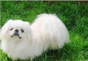 10种短腿狗狗排名10种短腿狗狗排名-警犬训练器材厂家 _警犬训练用品_工作犬训练用品-南京开久警犬装备