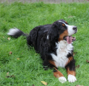 伯恩山犬价格(伯瑞犬多少钱一只)-警犬训练器材厂家 _警犬训练用品_工作犬训练用品-南京开久警犬装备