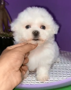 郑州卖宠物狗的地方 海口哪里有卖宠物狗的地方-警犬训练器材厂家 _警犬训练用品_工作犬训练用品-南京开久警犬装备