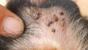 狗怎么会长狗豆子？猫身上会长狗豆子吗-警犬训练器材厂家 _警犬训练用品_工作犬训练用品-南京开久警犬装备