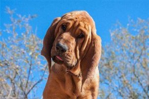 中国十大最厉害的犬(中国十大禁犬)-警犬训练器材厂家 _警犬训练用品_工作犬训练用品-南京开久警犬装备