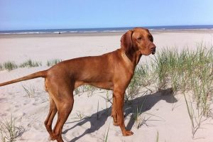 维兹拉犬的优缺点(匈牙利维兹拉犬优缺点)-警犬训练器材厂家 _警犬训练用品_工作犬训练用品-南京开久警犬装备