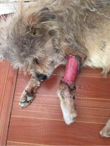 狗狗总是轻咬主人脚(狗狗为什么喜欢轻咬主人的手)-警犬训练器材厂家 _警犬训练用品_工作犬训练用品-南京开久警犬装备