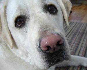 狗狗鼻子为什么会褪色(狗狗鼻子褪色怎么办)-警犬训练器材厂家 _警犬训练用品_工作犬训练用品-南京开久警犬装备