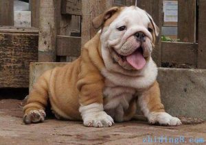 青岛宠物犬出售  青岛宠物犬信息查询-警犬训练器材厂家 _警犬训练用品_工作犬训练用品-南京开久警犬装备