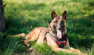 比利时玛利诺犬的性格占有欲领地意识非常强-警犬训练器材厂家 _警犬训练用品_工作犬训练用品-南京开久警犬装备