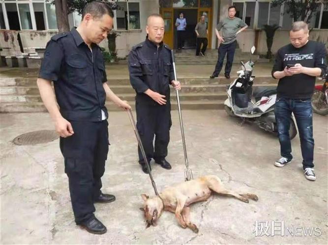 贵阳发生恶犬伤人事件 - 警犬训练器材厂家 _警犬训练用品_工作犬训练用品-南京开久警犬装备-警犬训练器材厂家 _警犬训练用品_工作犬训练用品-南京开久警犬装备
