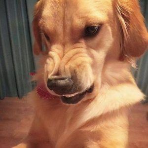 大狗叫声mp3(大狗叫声mp3 *** 播放版)-警犬训练器材厂家 _警犬训练用品_工作犬训练用品-南京开久警犬装备