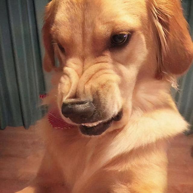 大狗叫声mp3(大狗叫声mp3 *** 播放版) - 警犬训练器材厂家 _警犬训练用品_工作犬训练用品-南京开久警犬装备-警犬训练器材厂家 _警犬训练用品_工作犬训练用品-南京开久警犬装备