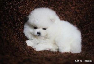 博美犬怎么养？博美犬和比熊犬哪个好养-警犬训练器材厂家 _警犬训练用品_工作犬训练用品-南京开久警犬装备