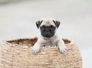 巴哥犬吧_巴哥犬的特点和性格-警犬训练器材厂家 _警犬训练用品_工作犬训练用品-南京开久警犬装备