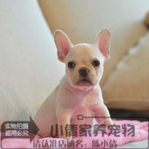 法牛犬的特征是什么(牛结核病的特征是什么)-警犬训练器材厂家 _警犬训练用品_工作犬训练用品-南京开久警犬装备