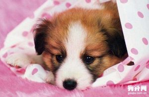 小狗翻肠子(小狗翻肠子自己能挺过去么)-警犬训练器材厂家 _警犬训练用品_工作犬训练用品-南京开久警犬装备