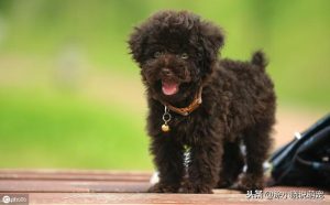 狗狗正确喂食时间表_狗狗最佳喂食时间表-警犬训练器材厂家 _警犬训练用品_工作犬训练用品-南京开久警犬装备