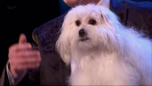 英国达人秀wendy狗揭秘，英国达人秀狗说话真相-警犬训练器材厂家 _警犬训练用品_工作犬训练用品-南京开久警犬装备