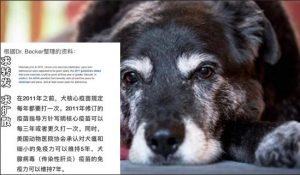 狗打狂犬疫苗多长时间萌宠，狗咬伤后多长时间打狂犬疫苗打几针-警犬训练器材厂家 _警犬训练用品_工作犬训练用品-南京开久警犬装备