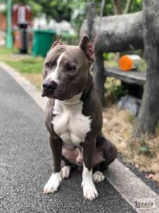 比特犬买卖区(比特犬买卖交易区)-警犬训练器材厂家 _警犬训练用品_工作犬训练用品-南京开久警犬装备