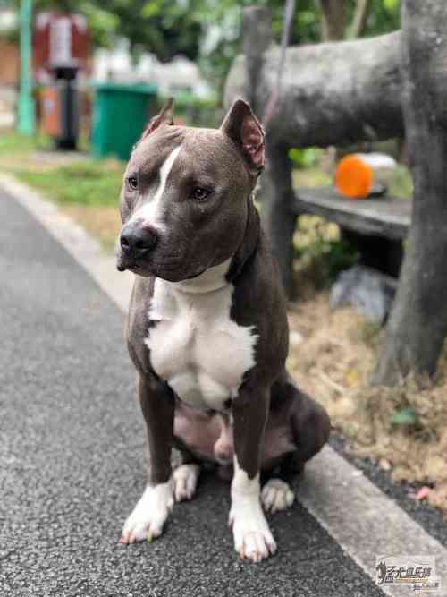 比特犬买卖区(比特犬买卖交易区) - 警犬训练器材厂家 _警犬训练用品_工作犬训练用品-南京开久警犬装备-警犬训练器材厂家 _警犬训练用品_工作犬训练用品-南京开久警犬装备