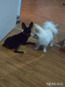 一只名叫痛苦的狗(一只名叫痛苦的狗观看)-警犬训练器材厂家 _警犬训练用品_工作犬训练用品-南京开久警犬装备