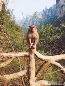 张家界景区能带狗进去吗(张家界带狗进景区攻略)-警犬训练器材厂家 _警犬训练用品_工作犬训练用品-南京开久警犬装备