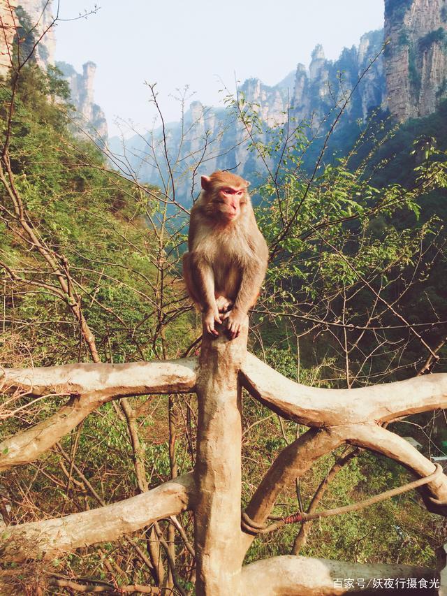 张家界景区能带狗进去吗(张家界带狗进景区攻略) - 警犬训练器材厂家 _警犬训练用品_工作犬训练用品-南京开久警犬装备-警犬训练器材厂家 _警犬训练用品_工作犬训练用品-南京开久警犬装备