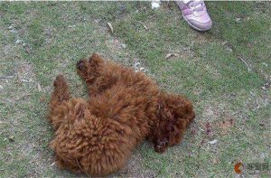 狗生七个是什么征兆(思考狗生是什么意思)-警犬训练器材厂家 _警犬训练用品_工作犬训练用品-南京开久警犬装备